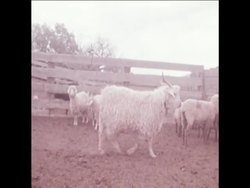 UPITN 30 11 78 NAVAJO INDIANS IN ARIZONA USE NASA TECHNOLOGY TO MANAGE LAND AND LIVESTOCK Instructional Video