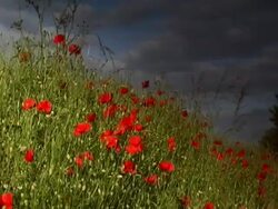 Poppie Field Stock Footage