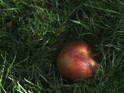 SLO MO apple falling, hits ground, high angle close up, stalk upper right Stock Footage