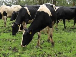Cattle Stock Footage
