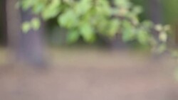 Panorama along of vegetation in blurry background. Stock Footage