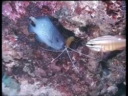 MS Cleaner Shrimp cleaning Three Spot Dascyllus in hole on reef, Mabul, Borneo Stock Footage