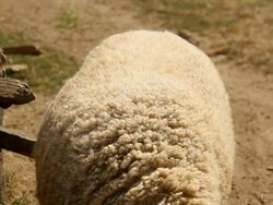 Funny sheep Stock Footage