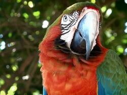 Parrot Macaw Stock Footage