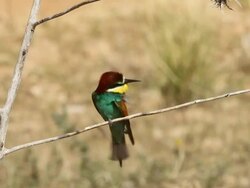 European Bee-eater (Merops apiaster) cleaning beak on a branch Stock Footage