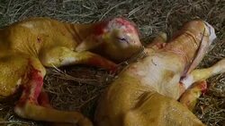 Newborn lambs on hay Stock Footage