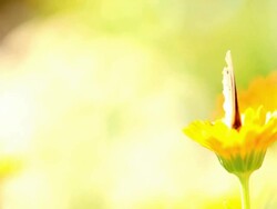 Colorful geranium argus butterfly pollinating flower Stock Footage
