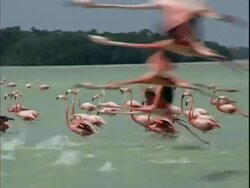 Pink Flamingoes in Flight Stock Footage