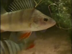 Great Diving Beetle (Dytiscus marginalis) swimming past Perch (Perca sp.) that have learnt to leave alone from defence mechanism, sequence, UK Stock Footage