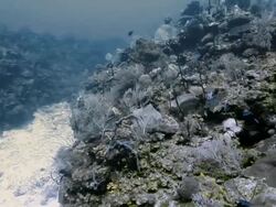 UNDERWATER blue fish swimming along sea bed and coral Stock Footage