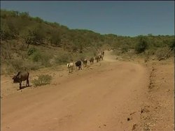 Masai and cattle suffer from water shortage News Clip
