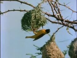 Weaver Bird, MS nest building, Africa Stock Footage