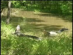 Two alligators with one on grassy bank and other in water expanding body and vibrating water, Brazos Bend State Park, Texas, USA Stock Footage