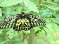 Big butterfly on a stick Stock Footage