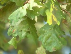 Green leaves Stock Footage