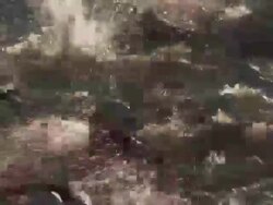 MS triathlon swimmers in race / Chicago, Illinois, USA Stock Footage