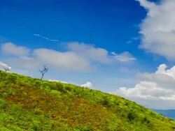Rolling green hills and green field Stock Footage
