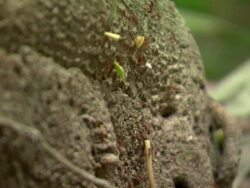 CU of ants crawling up log, Tayrona National Natural Park [Parque Nacional Natural Tayrona], Sierra Nevada, Colombia Stock Footage