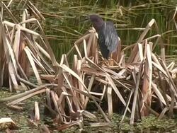 Little Green Heron Preening Stock Footage