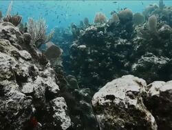 Sergeant Major fish swimming amongst coral rock Stock Footage