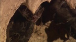 Jittery vampire bats hang behind stalactites in a cave. Stock Footage