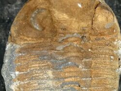 Trilobite fossil from Bolivia, in a nodule which has been split open Stock Footage