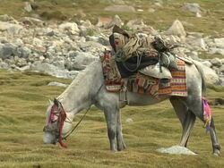 Close Up Shot Pony Grazing Lhasa Tibet China  Stock Footage