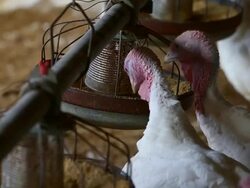 Turkeys Raised On California Farm Stock Footage