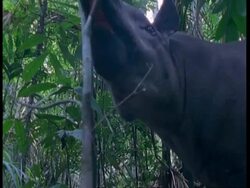 CU Low angle, Tapir feeding from tree, South America Stock Footage