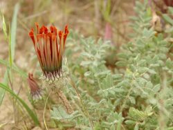 MS Shot of Unopened orange flower with hairy succulent leaves / Namaqualand, Northern Cape, South Africa Stock Footage