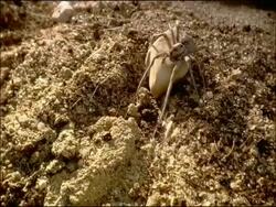 Wolf spider, Andalusia, Southern Spain Stock Footage