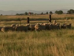 Long shot of sheep being herded into another area. Stock Footage