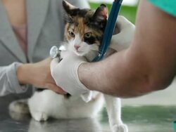 Cat treated by veterinarian Stock Footage