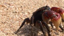 mangrove crab on beach9 Stock Footage