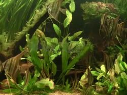 School of angelfish Stock Footage