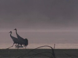 European Cranes (Grus grus) walking, North East Extremadura in Dehesa. The cranes migrate south in winter from Scandinavia and Northern Europe to Spain and roost in large numbers mainly on lake shores. They feed in the dehesas on acorns and invertebrates. Stock Footage
