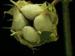 Medium Close Up static _ A cotton plant blooms Stock Footage