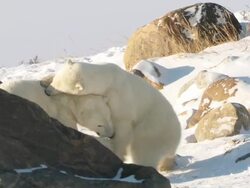  MS TS Two polar bears play fighting in snow / Churchill, Manitoba, Canada  Stock Footage