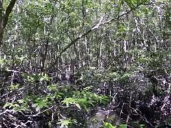 PS Mangrove forest next to the water, Langkawi, Malaysia Stock Footage