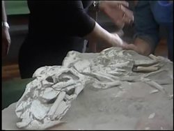 Prehistoric crocodile fossils discovered News Clip