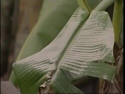 Toxic ash covers houses, road and crops, reax from villagers News Clip