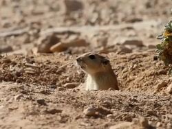 fat sand rat (Psammomys obesus) looking out of burrow Stock Footage