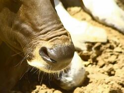 Banteng Stock Footage