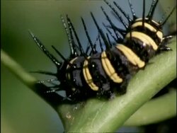 BCU Lacewing Butterfly (Cethosia) Caterpillar walking along plant, Australia Stock Footage