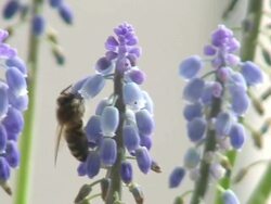 Bee feeding in the flowers Stock Footage