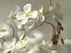 MS Shot of Cluster of small white flowers and buds swaying and moving / Namaqualand, Northern Cape, South Africa Stock Footage