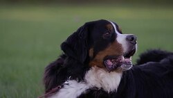 Beautiful Bernese Mountain Dog Stock Footage
