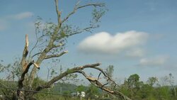 Tornado weather damaged trees Stock Footage