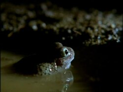 CU Spadefoot Toad (Scaphiopus) in water, USA Stock Footage
