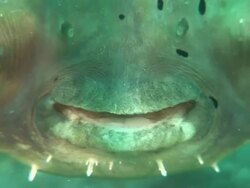 Porcupinefish (Diodon sp.) inflated, Kungkungan Bay Resort, Sulawesi, Indonesia Stock Footage